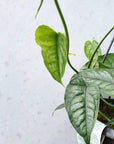 Monstera Siltepecana Folia House