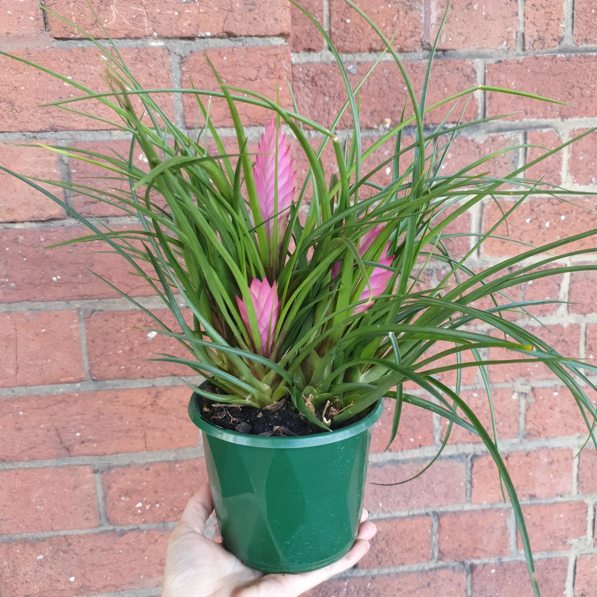 Multi Spike Cyanea - Pink Quill - 13cm Folia House