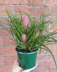 Multi Spike Cyanea - Pink Quill - 13cm Folia House