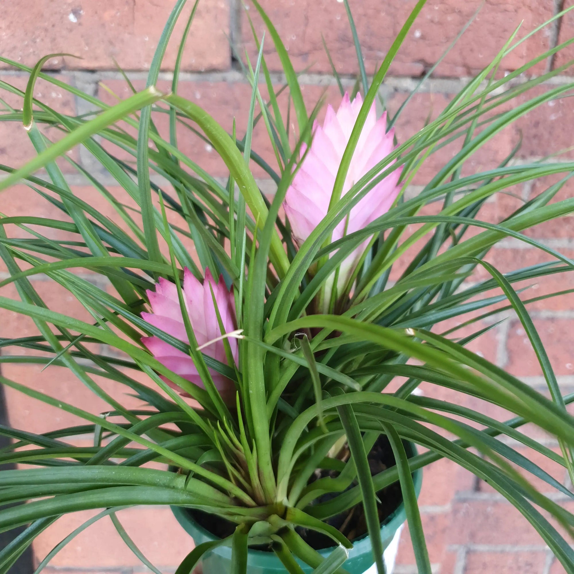 Multi Spike Cyanea - Pink Quill - 13cm Folia House