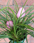 Multi Spike Cyanea - Pink Quill - 13cm Folia House