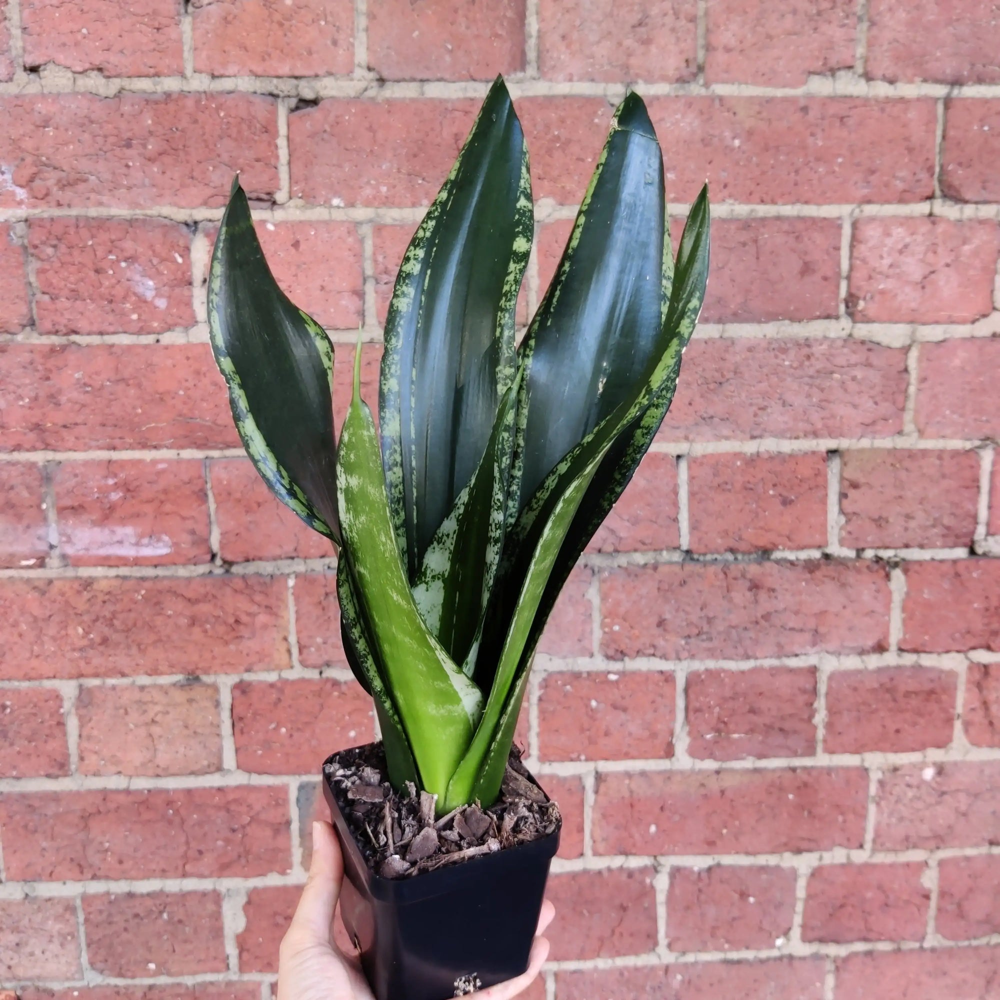 NEW - Sansevieria Whitney - 10cm Pot Folia House