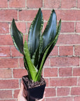 NEW - Sansevieria Whitney - 10cm Pot Folia House