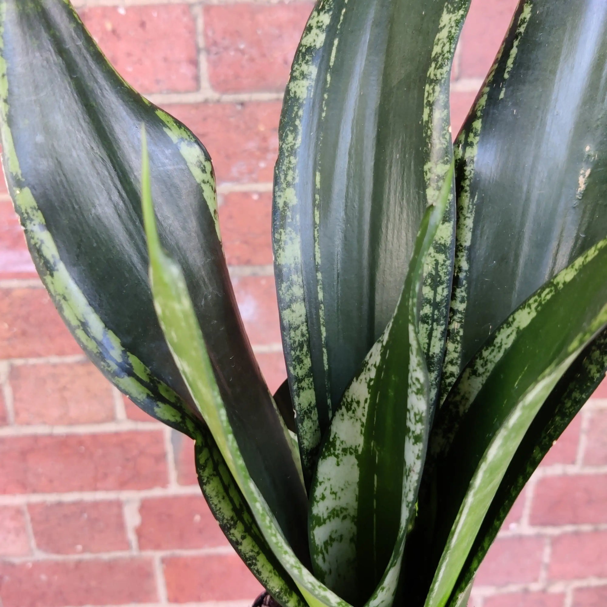 NEW - Sansevieria Whitney - 10cm Pot Folia House