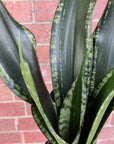 NEW - Sansevieria Whitney - 10cm Pot Folia House