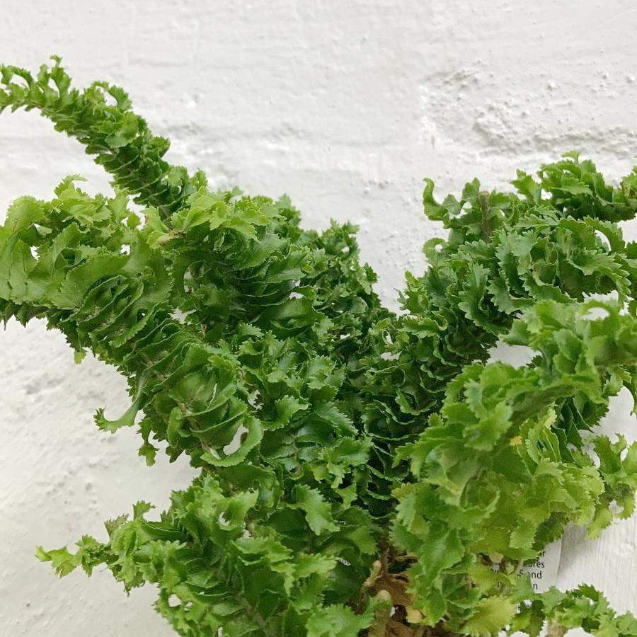 Nephrolepis Emina Folia House