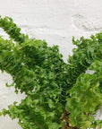 Nephrolepis Emina Folia House