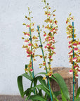 Orchid - Dancing lady (Oncidium) - not in flower Folia House