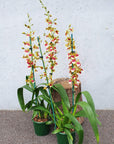 Orchid - Dancing lady (Oncidium) - not in flower Folia House
