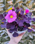 Oxalis Purpurea 'Garnet' - 13cm pot Folia House
