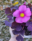 Oxalis Purpurea 'Garnet' - 13cm pot Folia House