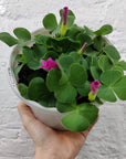 Oxalis Purpurea Folia House