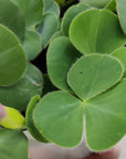 Oxalis Purpurea Folia House