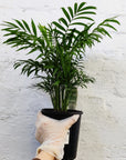 Parlour Palm (Chamaedorea elegans) - 14cm Pot Folia House