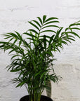 Parlour Palm (Chamaedorea elegans) - 14cm Pot Folia House