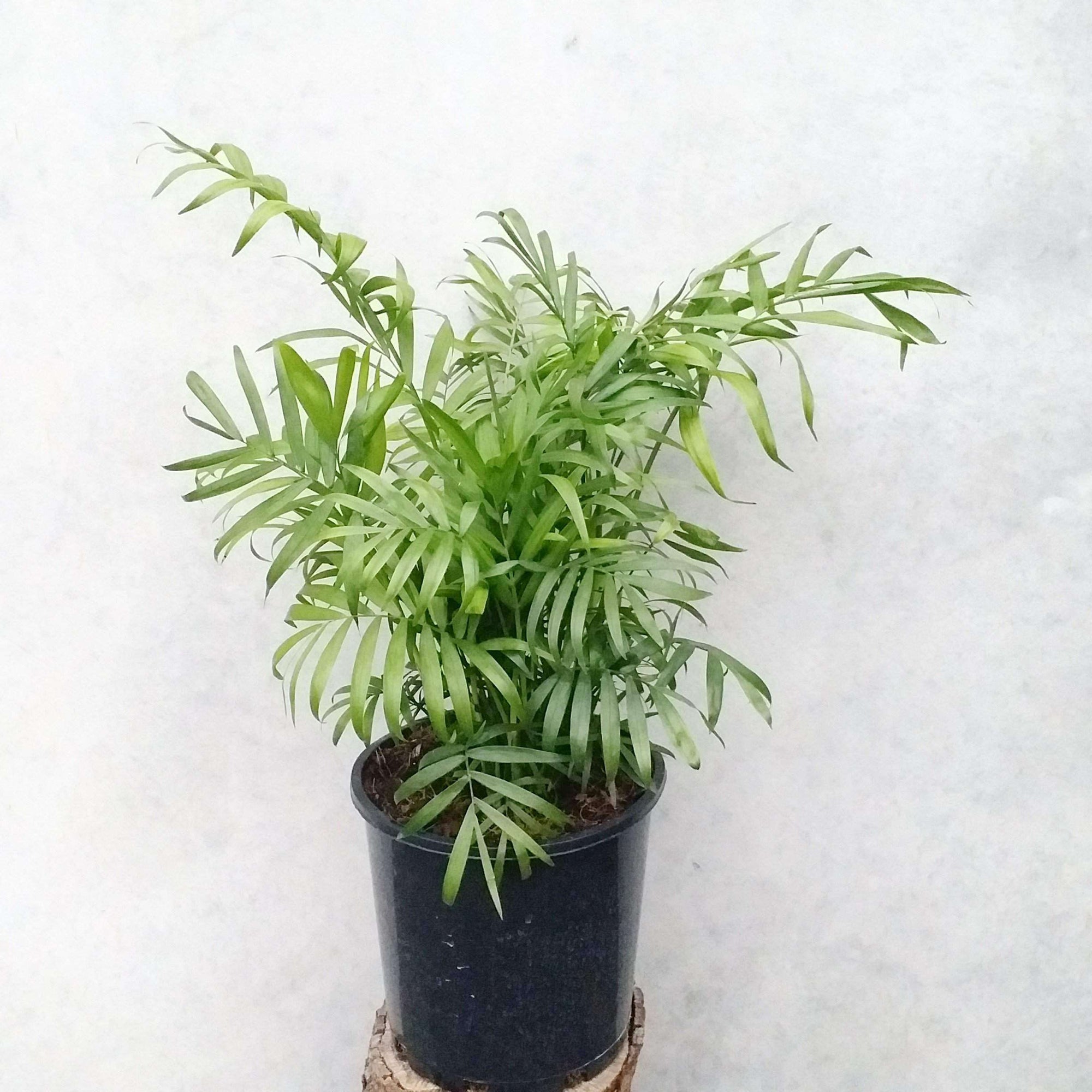 Parlour Palm (Chamaedorea elegans) - 20cm Pot Folia House