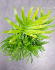 Parlour Palm (Chamaedorea elegans) - 20cm Pot Folia House