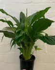 Peace Lily (Spathiphyllum Cochlearispathum) - 14cm Pot Folia House