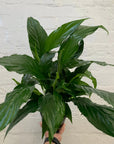 Peace Lily (Spathiphyllum Cochlearispathum) - 14cm Pot Folia House
