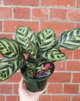 Peacock Calathea (Makoyana) - 13cm pot Folia House