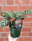 Peacock Calathea (Makoyana) - 13cm pot Folia House
