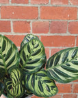Peacock Calathea (Makoyana) - 13cm pot Folia House