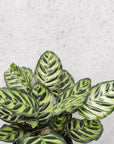 Peacock Calathea (Makoyana) Folia House