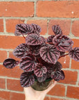 Peperomia Caperata 13cm Folia House