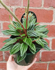 Peperomia Esmeralda - 13cm pot Folia House