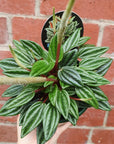 Peperomia Esmeralda - 13cm pot Folia House