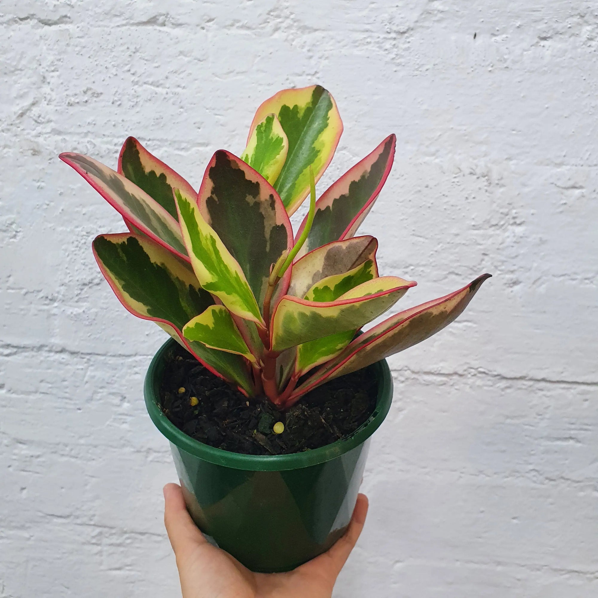 Peperomia clusiifolia Jelly 13cm pot Folia House