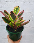 Peperomia clusiifolia Jelly 13cm pot Folia House