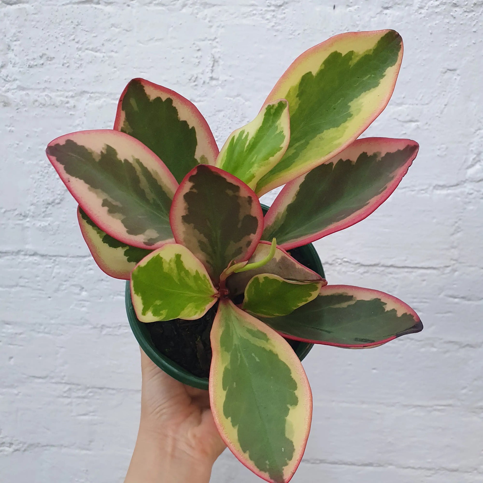 Peperomia clusiifolia Jelly 13cm pot Folia House