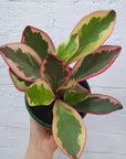 Peperomia clusiifolia Jelly 13cm pot Folia House