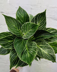 Philodendron Birkin - 12cm Pot Folia House