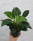 Philodendron Birkin - 13cm Pot Folia House