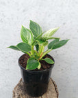 Philodendron Birkin - 17cm Pot Folia House