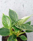 Philodendron Birkin - 17cm Pot Folia House