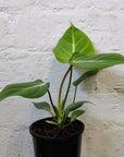 Philodendron Gloriosum - 10cm Pot Folia House