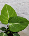 Philodendron Gloriosum - 10cm Pot Folia House