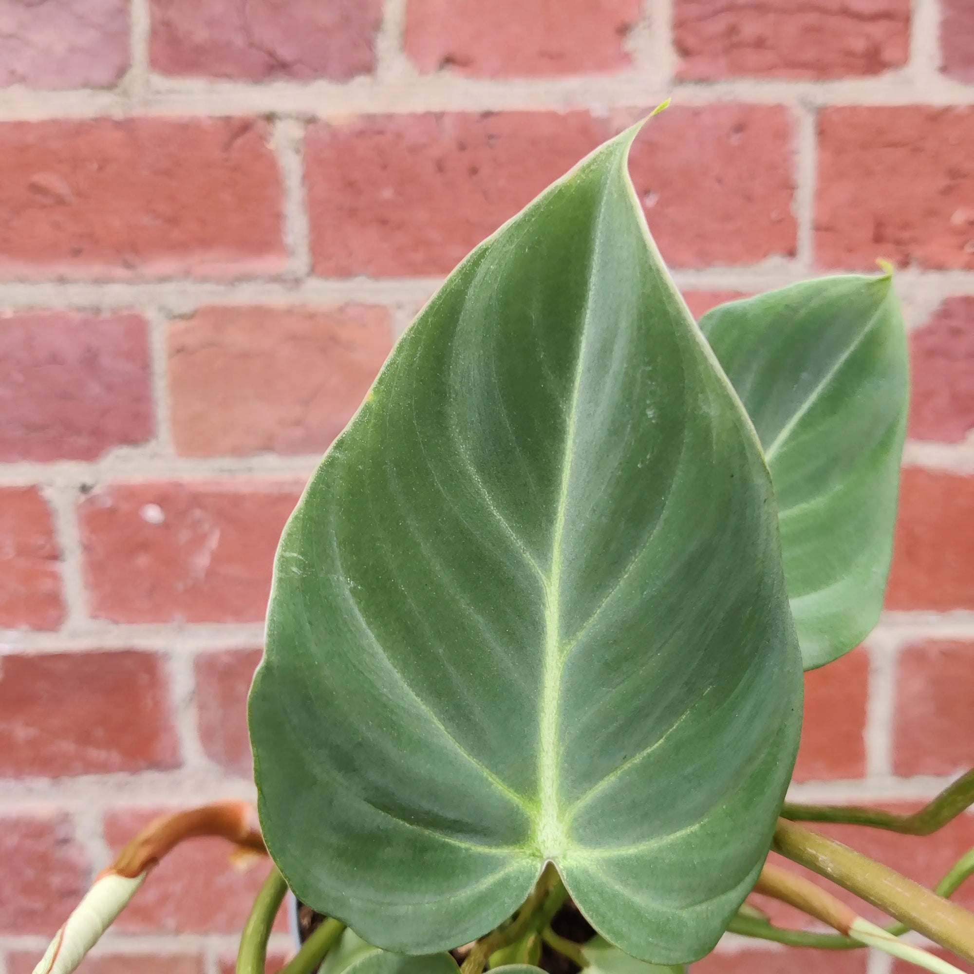 Philodendron Gloriosum - 12cm Pot Folia House
