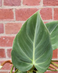 Philodendron Gloriosum - 12cm Pot Folia House