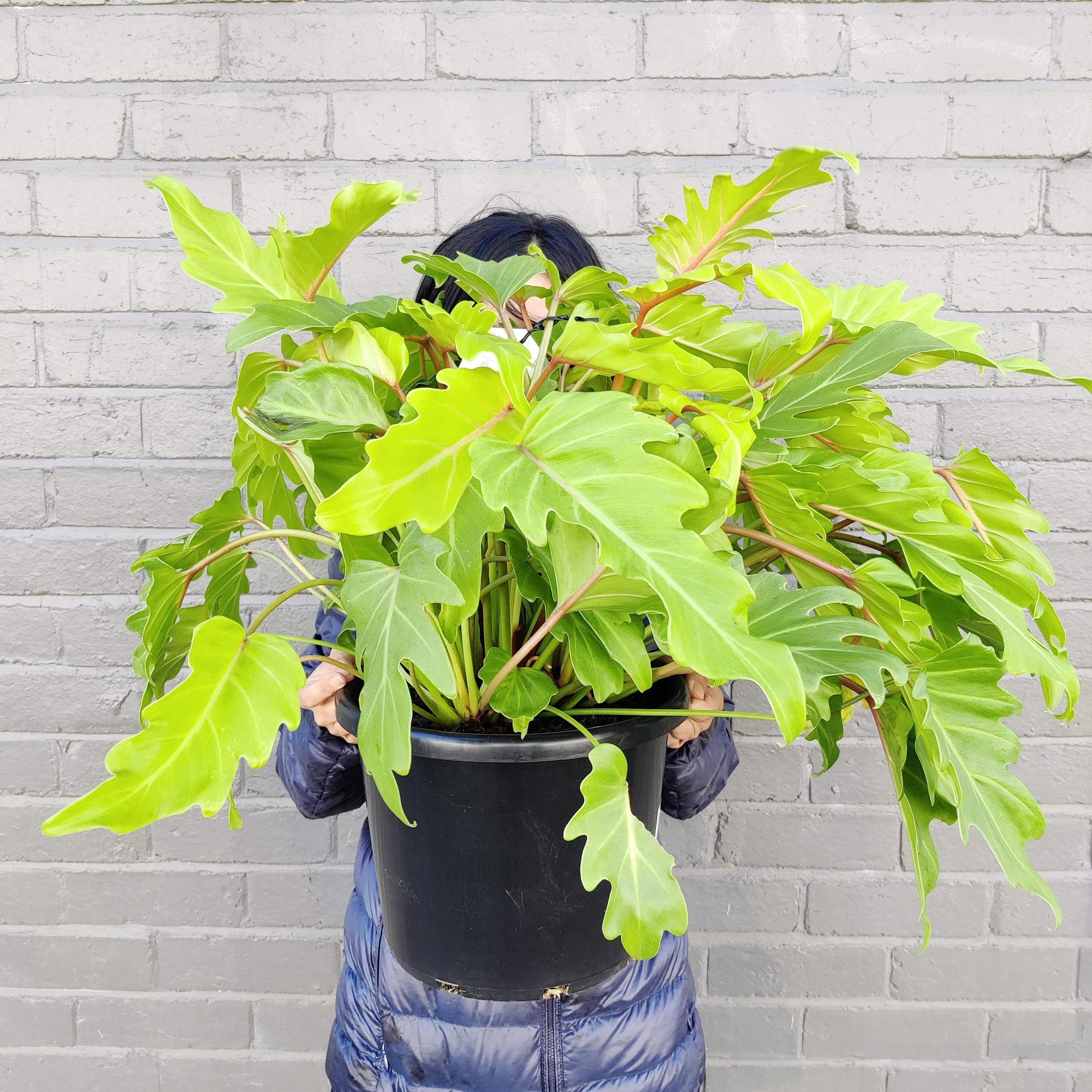 Philodendron Golden Xanadu Folia House