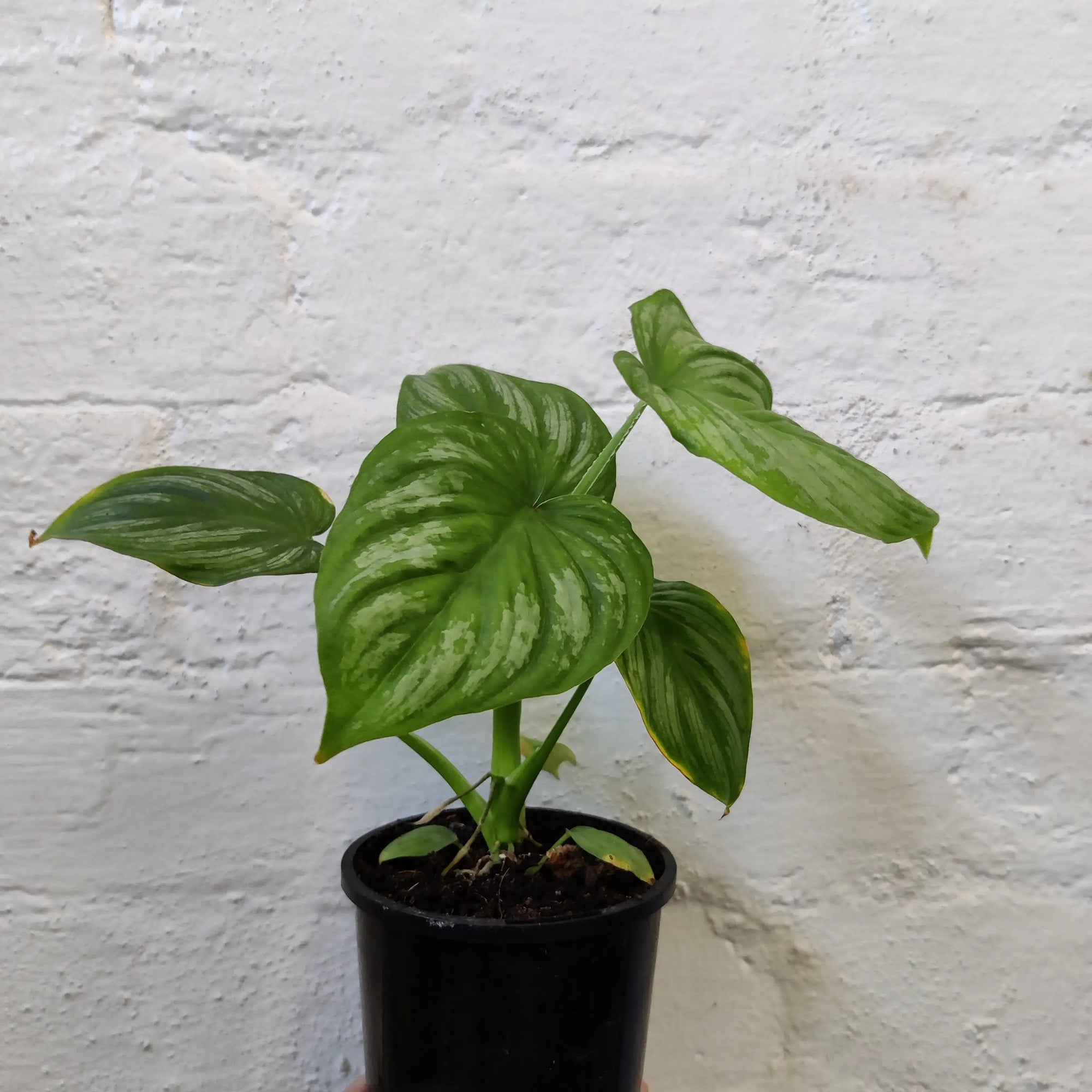 Philodendron Mamei - 10cm Pot Folia House
