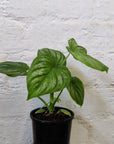 Philodendron Mamei - 10cm Pot Folia House