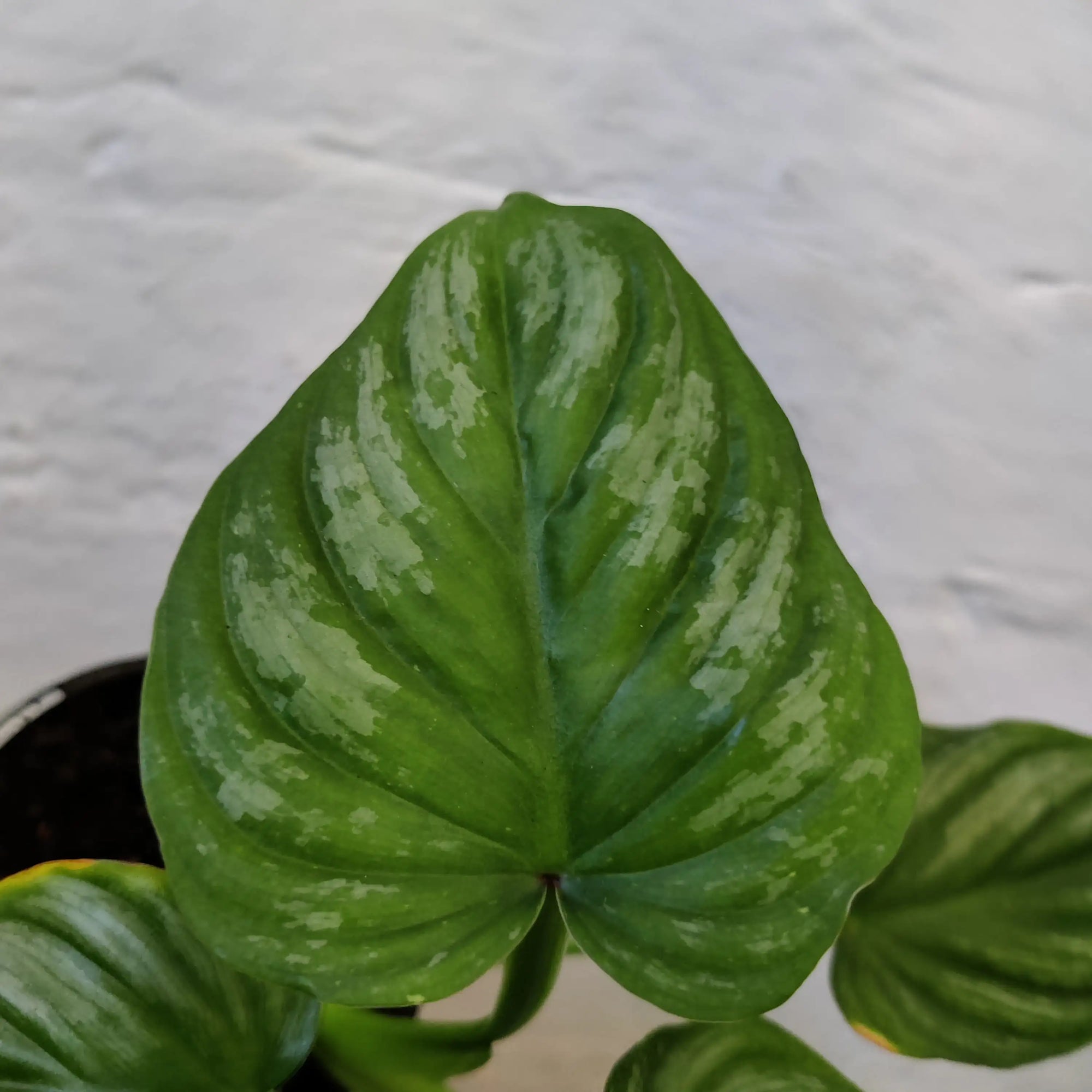 Philodendron Mamei - 10cm Pot Folia House