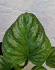 Philodendron Mamei - 10cm Pot Folia House