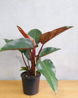 Philodendron Rojo Congo Folia House