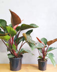 Philodendron Rojo Congo Folia House