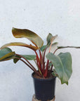 Philodendron Rojo Congo Folia House